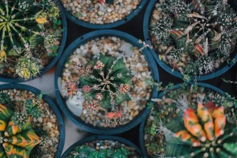 Cactus Stock Photos