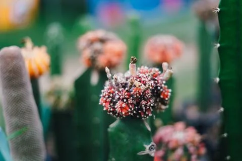 Cactus Stock Photos