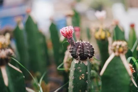 Cactus Stock Photos
