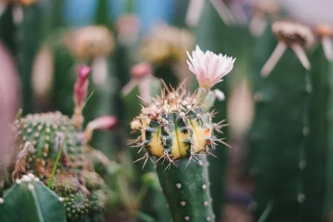 Cactus Stock Photos