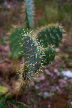 Cactus Stock Photos