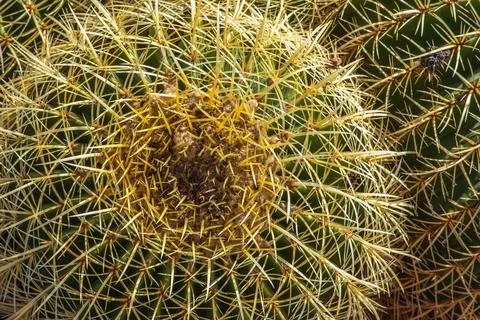Cactus Stock Photos