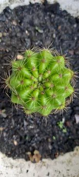 Cactus 스톡 사진