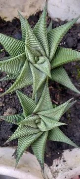 Cactus 스톡 사진