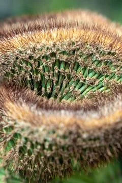 The Cactus Stock Photos