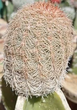 Cactus  库存照片