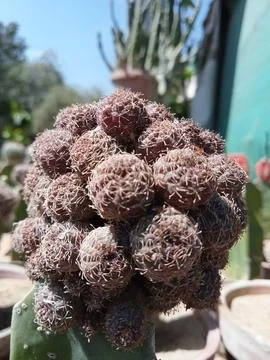 Cactus  库存照片