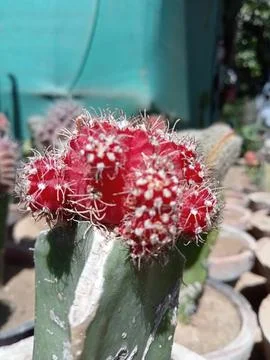 Cactus  库存照片