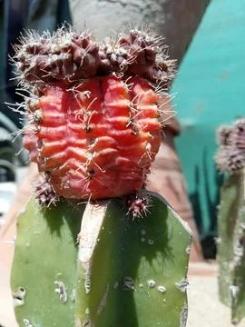 Cactus  库存照片