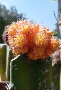 Cactus  库存照片