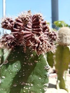 Cactus  库存照片