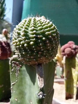 Cactus  库存照片