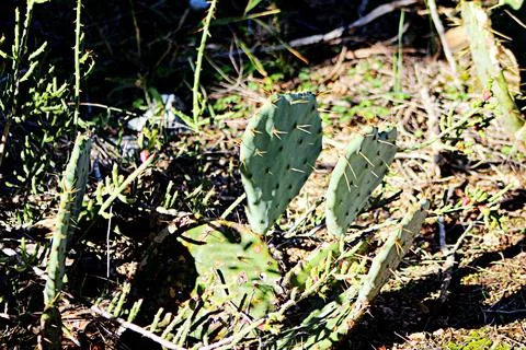 CACTUS Fotos de archivo