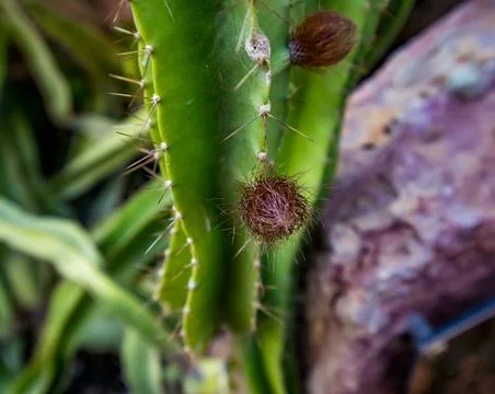 Cactus Stock Photos