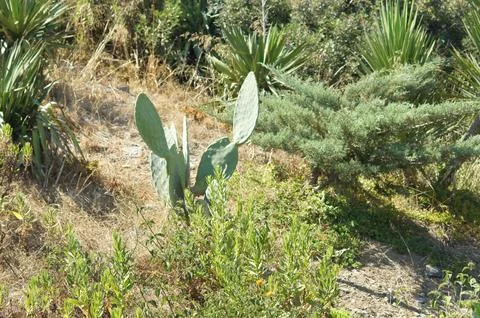 Cactus Stock Photos
