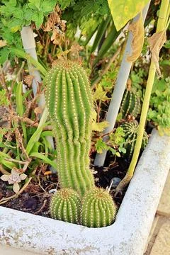 Cactus Stock Photos