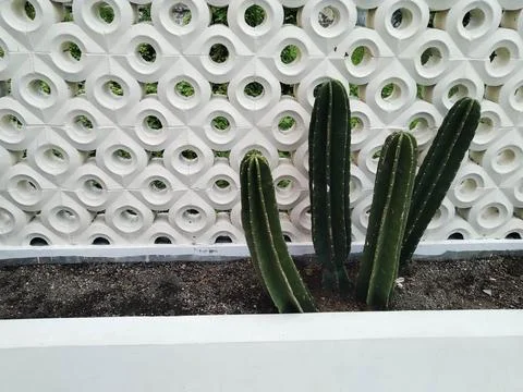 Cactus Stock Photos