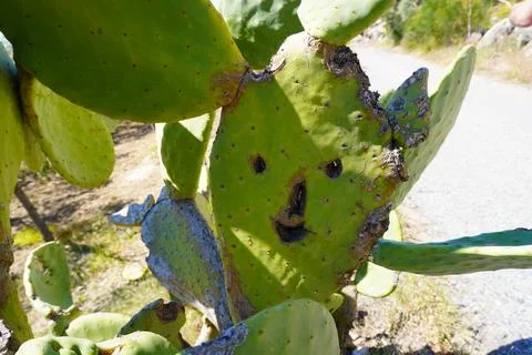 Cactus. 스톡 사진