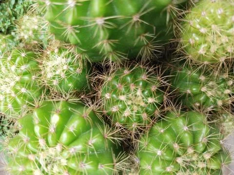 Cactus Stock Photos
