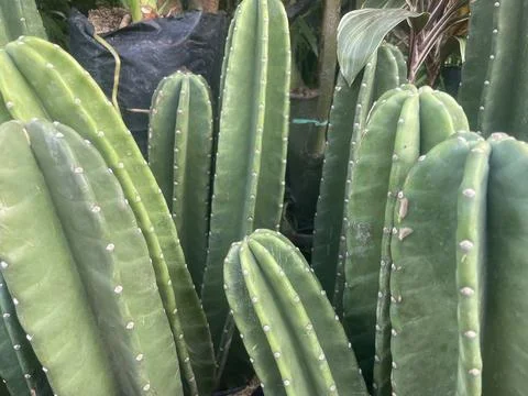 The cactus Stock Photos