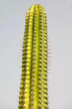 Cactus Stock Photos