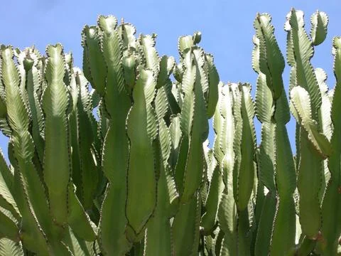 Cactus Stock Photos