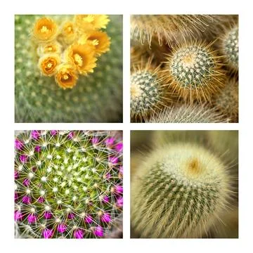 Cactus Stock Photos