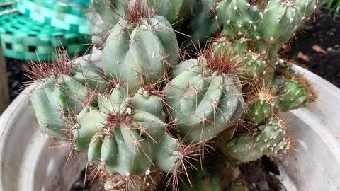Cactus Stock Photos
