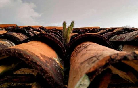 Cactus Fotos de archivo