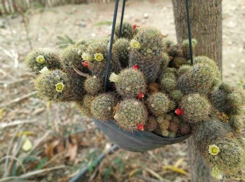 Cactus Fotos de archivo