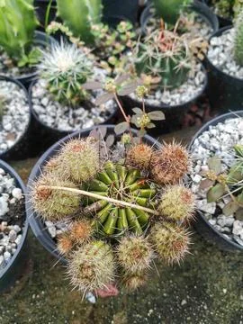 Cactus Fotos de archivo