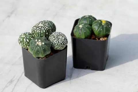 Cactus Stock Photos