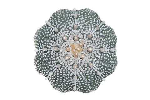 Cactus 스톡 사진