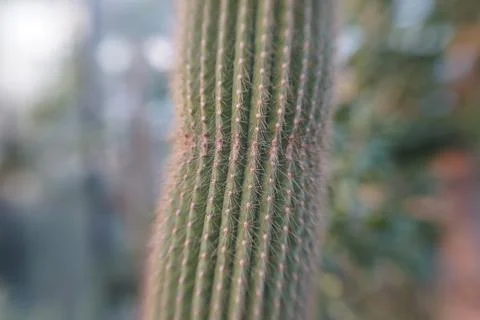 Cactus in pin sharp shallow focus Stock Photos