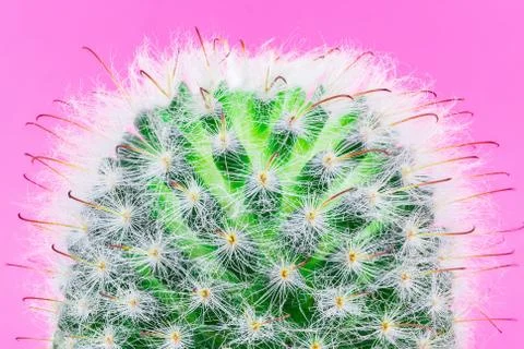 Cactus on a pink background Stock Photos