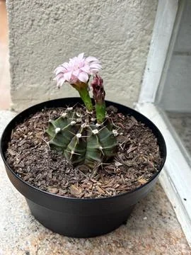 Cactus in pink bloom Stock Photos