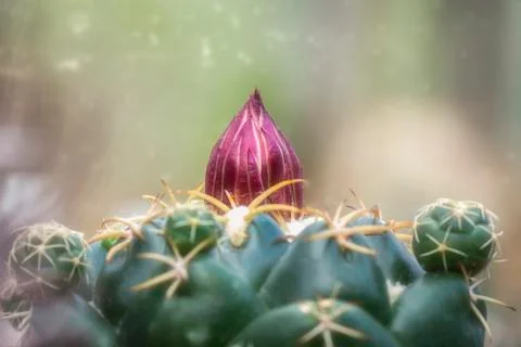 Cactus pink bud Stock Photos
