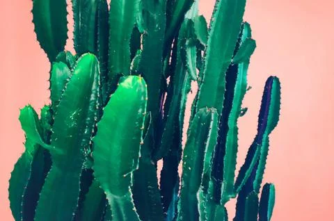 Cactus on pink Stock Photos