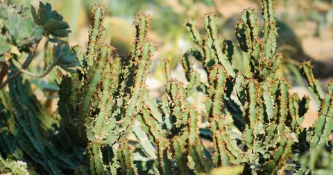 Cactus Plan in the Hot Summer Stock-Footage 90795961