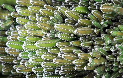 Cactus plant for background Stock Photos