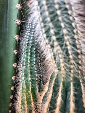 Cactus plant as a background Stock-Fotos