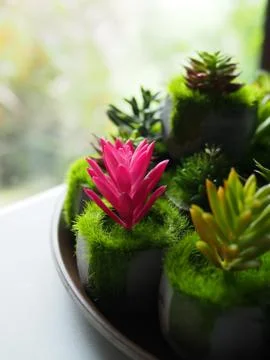Cactus plant background. Stock Photos
