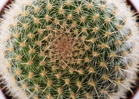 Cactus plant background Stock Photos