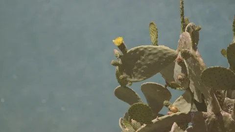 Cactus plant with background sea Stock Footage 87033360