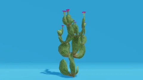Cactus Plant on Blue Background Video stock 319882115