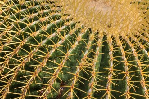 Cactus plant (close up view) Stock Photos
