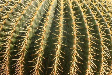 Cactus plant (close up view) Stock Photos