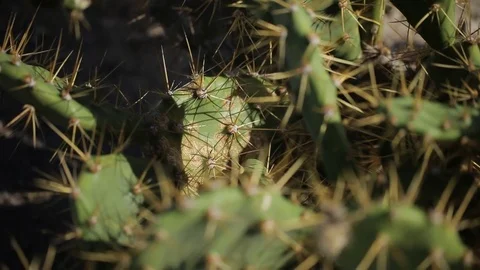 Cactus plant closeup Stock Footage 73051294