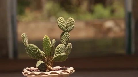 Cactus plant in focus. 스톡 동영상 55549463