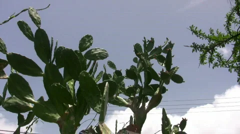 Cactus plant Stock Footage 315677